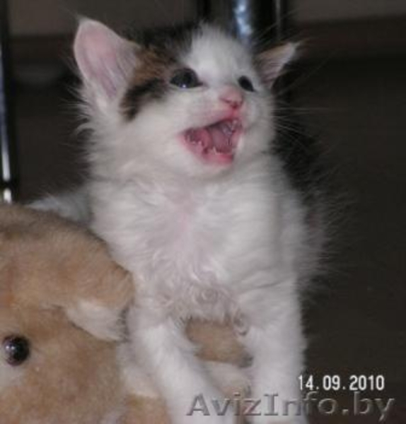 Котят отдам в хорошие руки! - Изображение #5, Объявление #81871