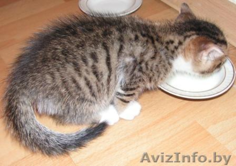 Котят отдам в хорошие руки! - Изображение #2, Объявление #81871