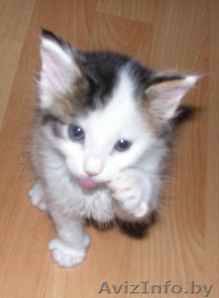 Котят отдам в хорошие руки! - Изображение #1, Объявление #81871