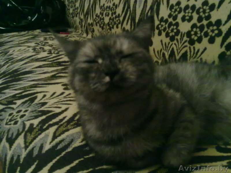 отдам в добрые руки кошечку - Изображение #1, Объявление #101003