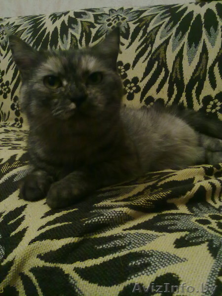 отдам в добрые руки кошечку - Изображение #2, Объявление #101003