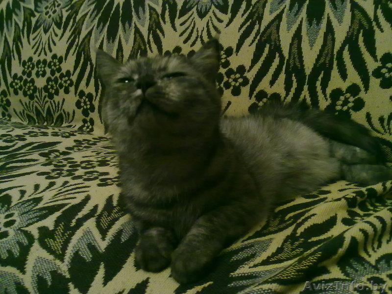 отдам в добрые руки кошечку - Изображение #3, Объявление #101003