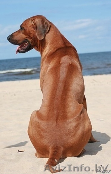 Родезийский риджбек - Изображение #1, Объявление #91405