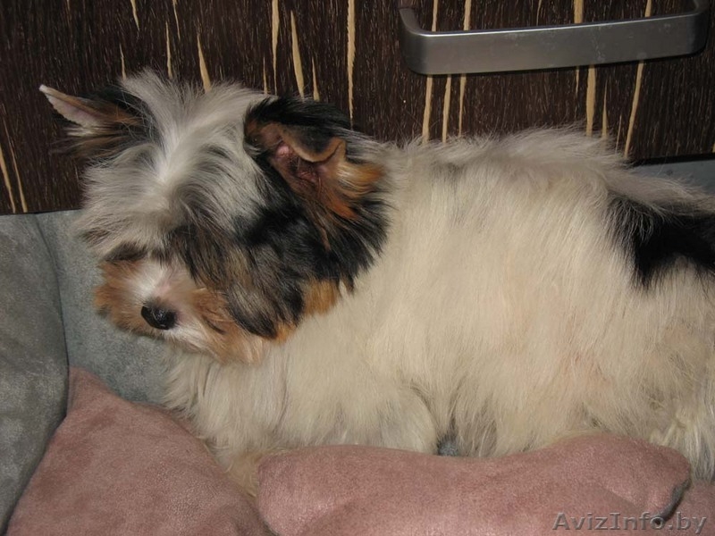 Бивер-йоркширского терьера подрощенная сука шоу-класса - Изображение #2, Объявление #90817