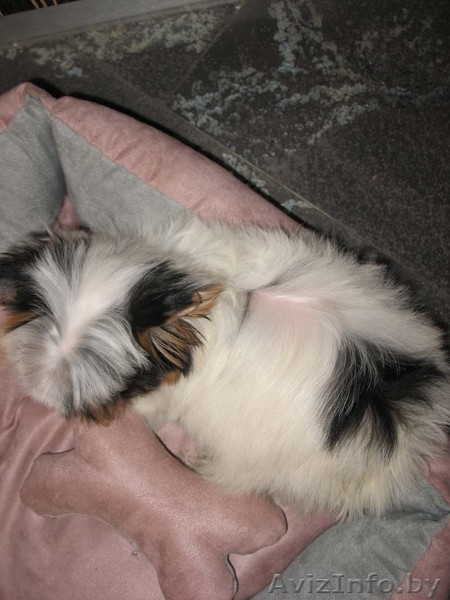 Бивер-йоркширского терьера подрощенная сука шоу-класса - Изображение #3, Объявление #90817