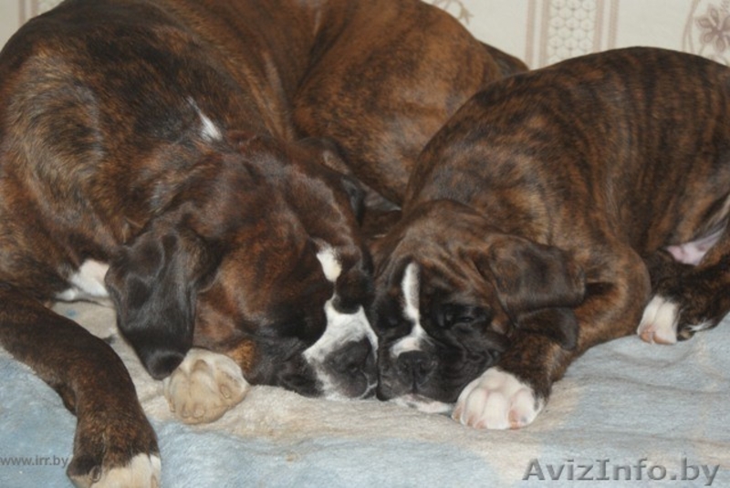 Боксёра элитный щенок кобель! - Изображение #2, Объявление #90048