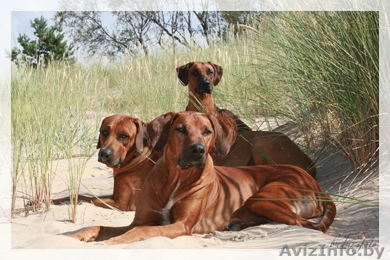 Родезийский риджбек - Изображение #3, Объявление #91405