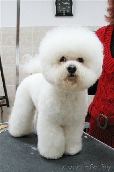 Готовятся к продаже щенки шоу класса редкой породы Бишон Фризе ( 2 мальчика- и 2 - Изображение #2, Объявление #93195