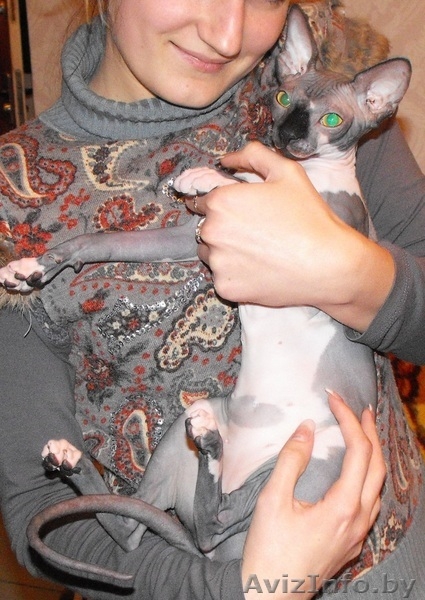  Канадский Сфинкс - Изображение #2, Объявление #95914