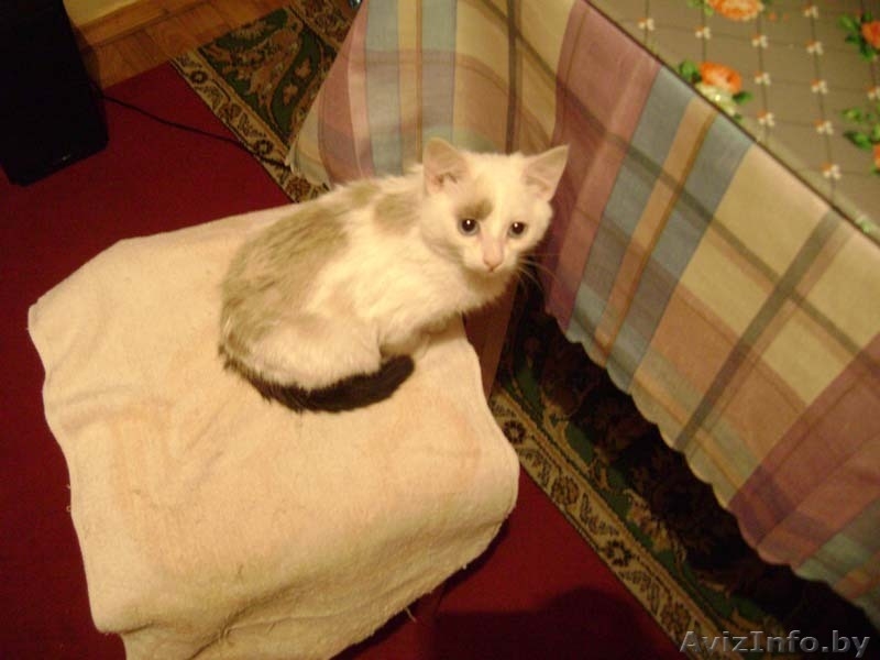 Отдам кошечку в хорошие руки  - Изображение #2, Объявление #94277