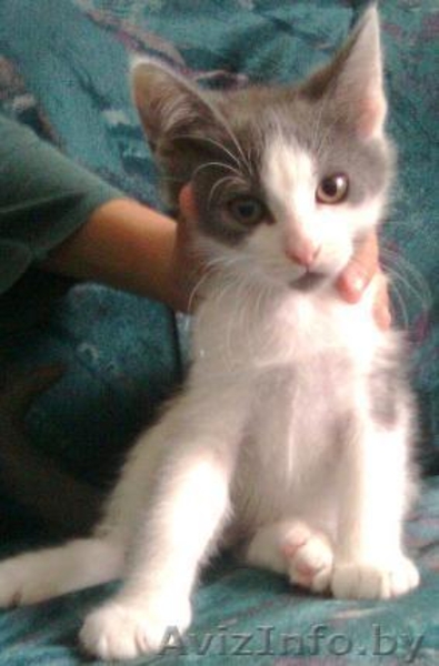 Подарю котёнка - ласковые малыши ищут добрых хозяев - Изображение #3, Объявление #88474