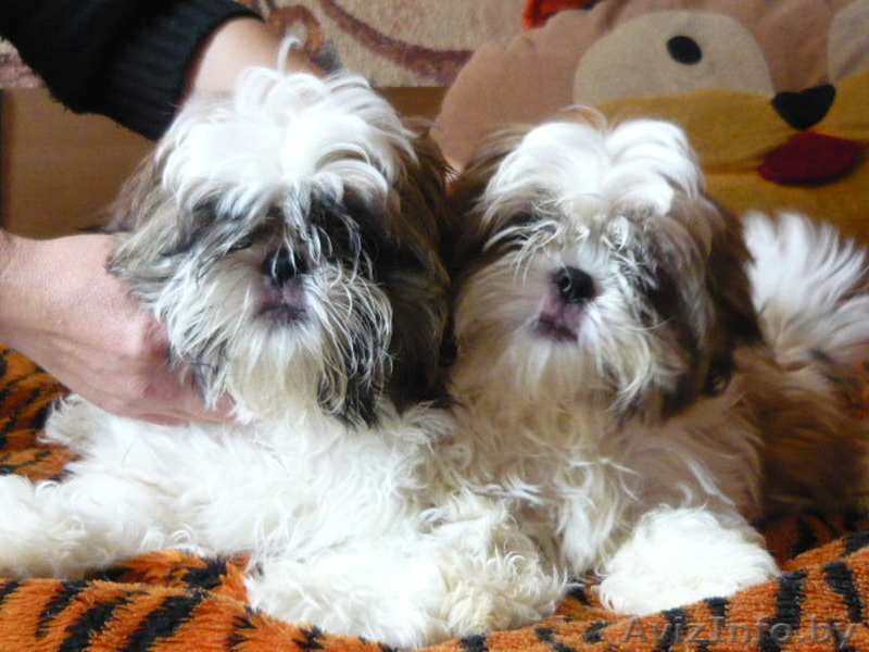 Продажа щенков ши-тцу  - Изображение #1, Объявление #91527