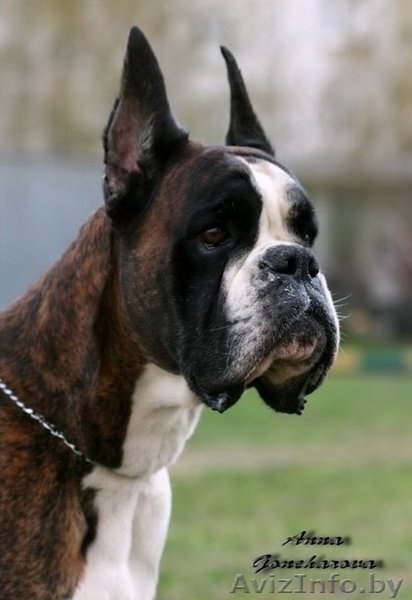Боксёра элитный щенок кобель! - Изображение #3, Объявление #90048