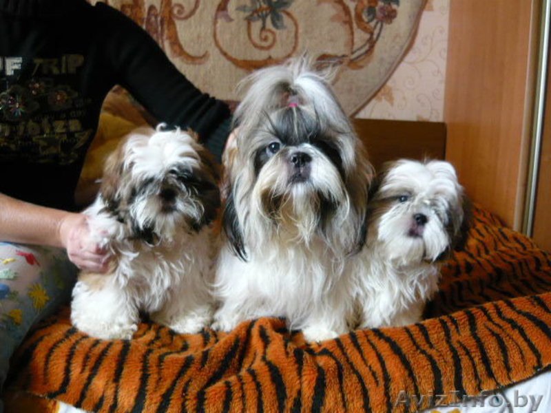 Продажа щенков ши-тцу  - Изображение #2, Объявление #91527