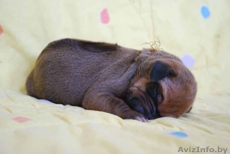 Родезийский риджбек - Изображение #5, Объявление #91405