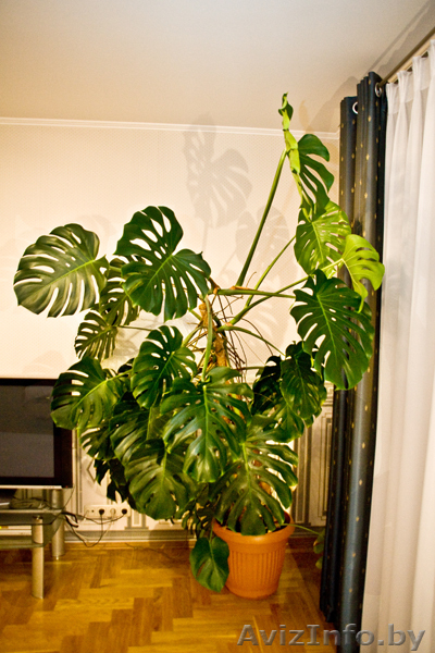 Монстера, высота 2,2 метра + горшок, 100 у.е. - Изображение #3, Объявление #87899