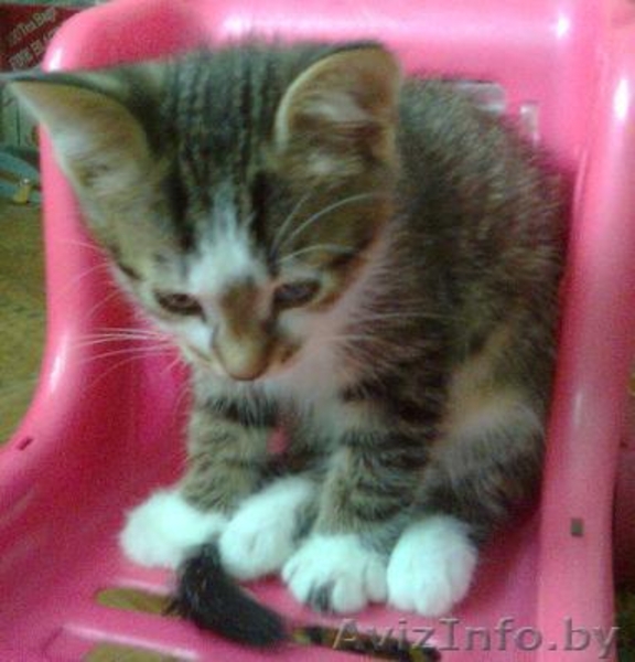 Подарю котёнка - ласковые малыши ищут добрых хозяев - Изображение #2, Объявление #88474