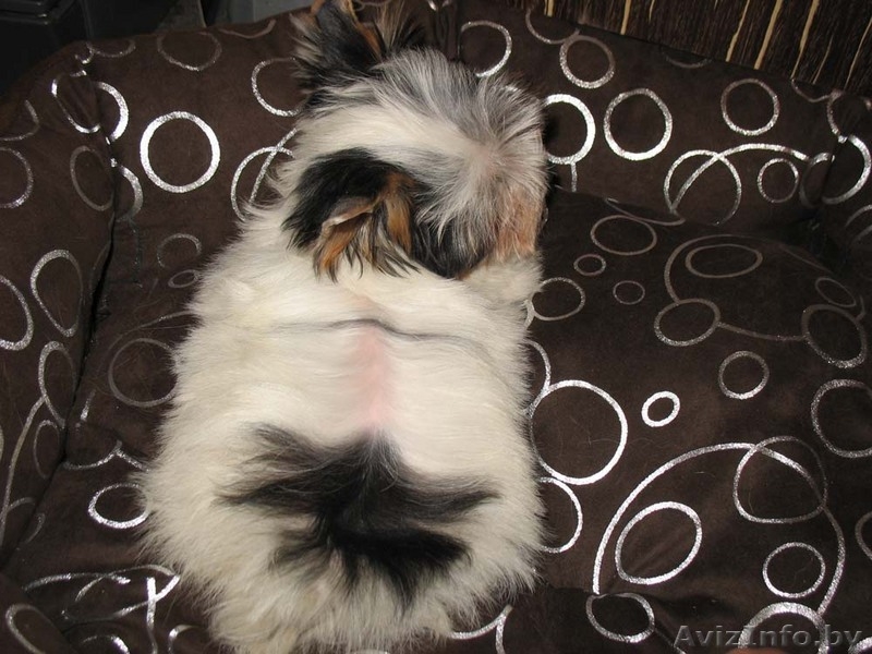 Бивер-йоркширского терьера подрощенная сука шоу-класса - Изображение #1, Объявление #90817