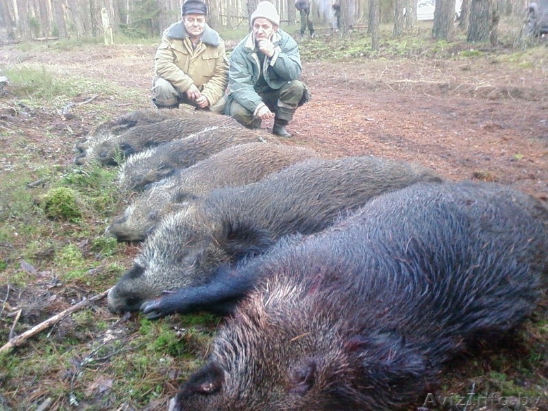 Охота в 40 км от г. Минска и по РБ - Изображение #3, Объявление #87053