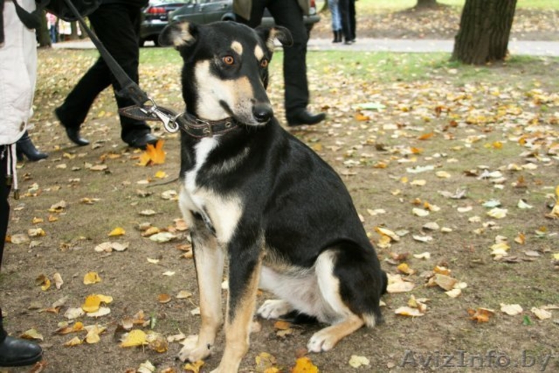 Собака Альба ищет дом! 9 месяцев. - Изображение #1, Объявление #90481