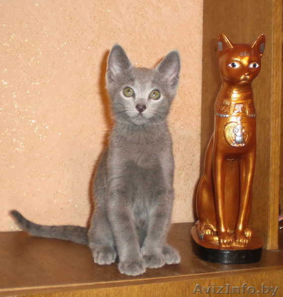 Продается два русских голубых котенка - Изображение #1, Объявление #96669