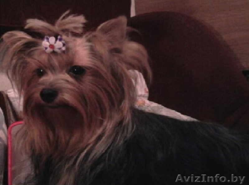 йоркширский терьер  щенки от чемпиона - Изображение #1, Объявление #96555