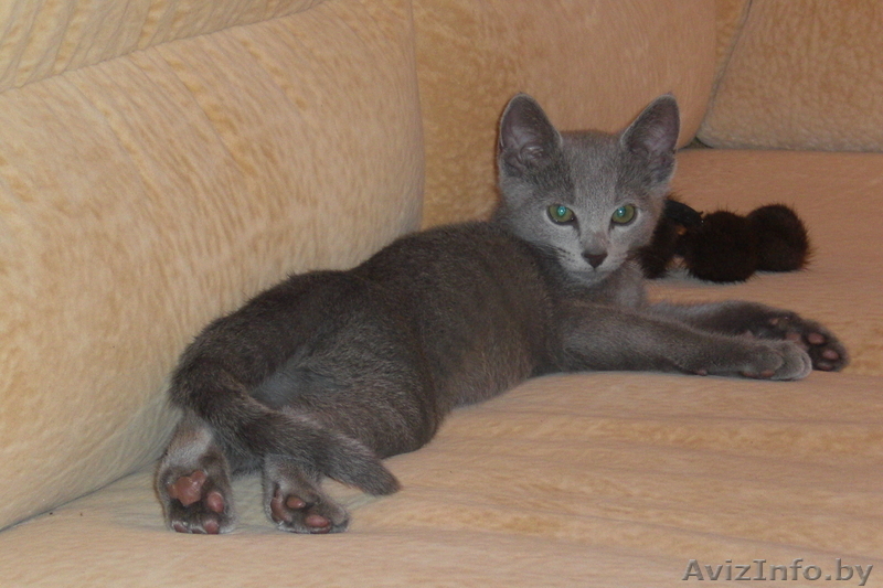 Продается два русских голубых котенка - Изображение #2, Объявление #96669