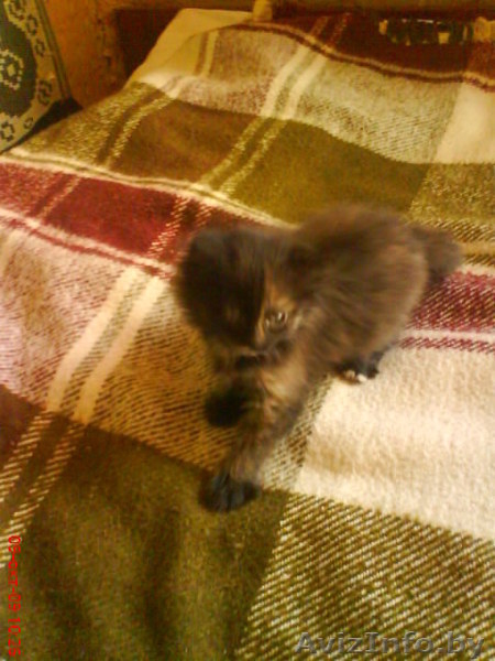 Котенок в хорошие руки, бесплатно - Изображение #3, Объявление #97767