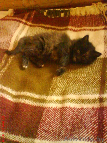 Котенок в хорошие руки, бесплатно - Изображение #2, Объявление #97767