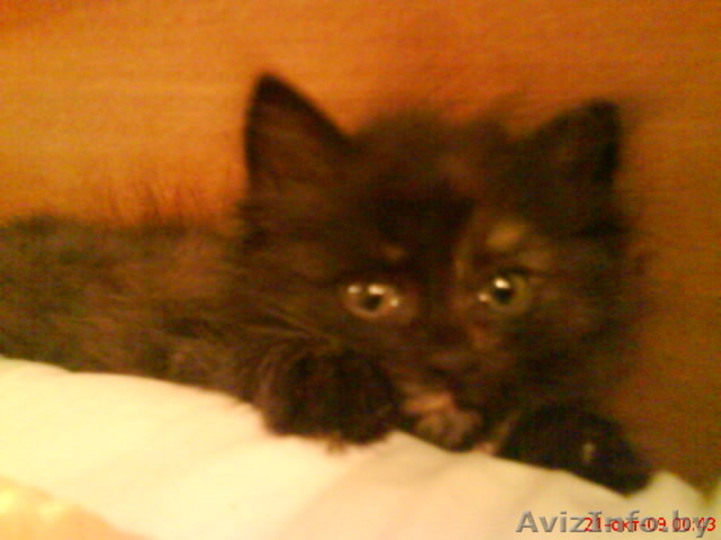Котенок в хорошие руки, бесплатно - Изображение #1, Объявление #97767