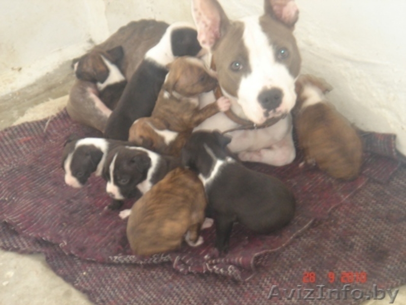 Щенки американского стаффордширского терьера - Изображение #2, Объявление #90047