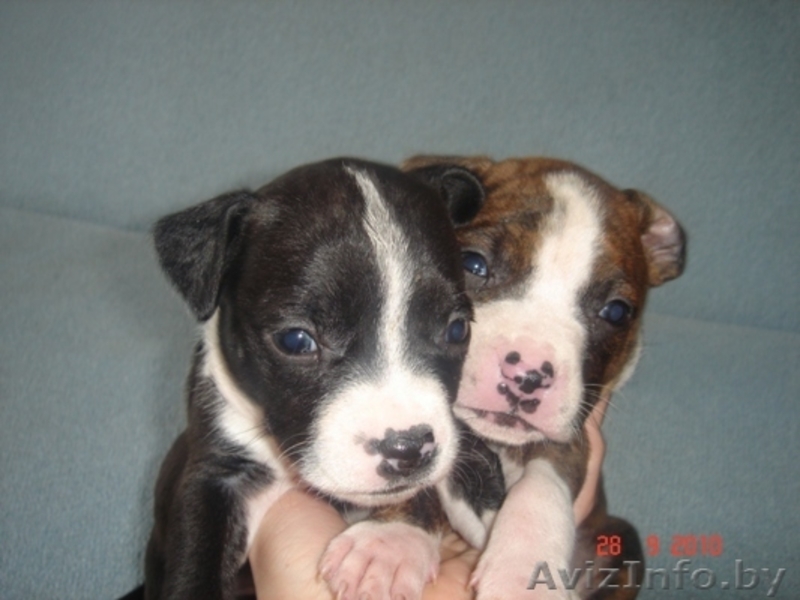 Щенки американского стаффордширского терьера - Изображение #1, Объявление #90047
