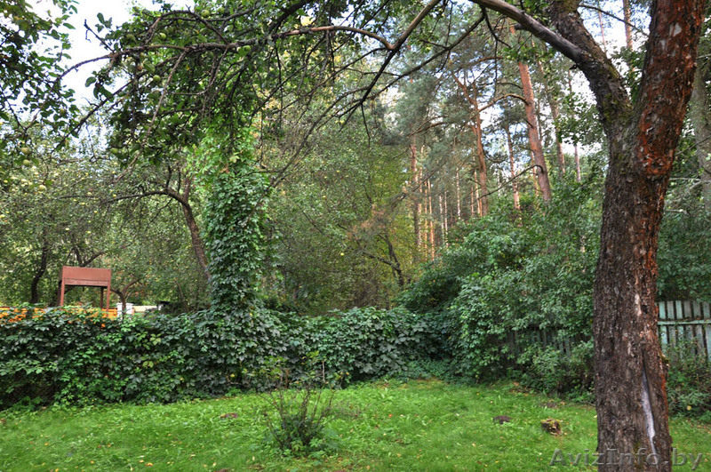 Элитный участок в сосновом лесу  в Минске - Изображение #1, Объявление #88361