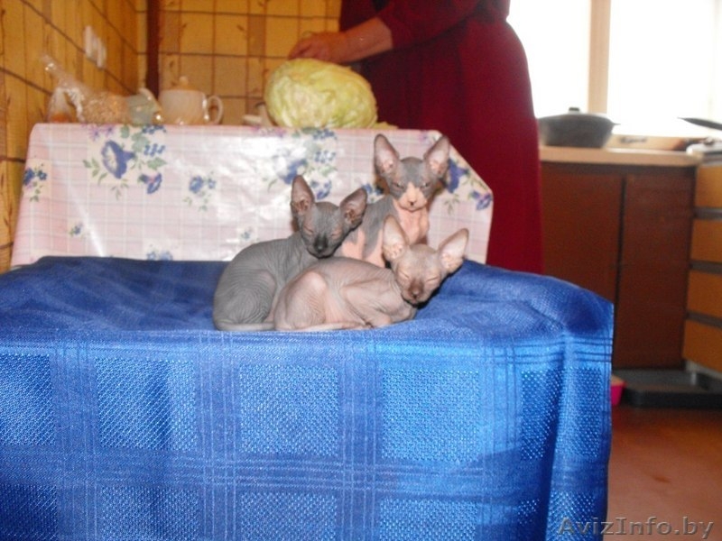  Канадский Сфинкс - Изображение #3, Объявление #95914