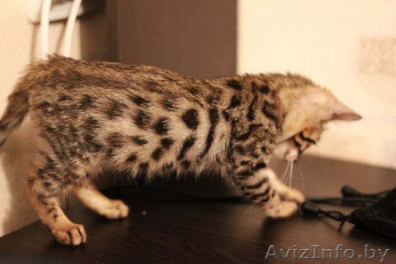 Бенгальские котята - Изображение #1, Объявление #95243