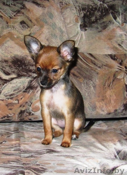 Русский дл\ш той-терьер - Изображение #2, Объявление #86651