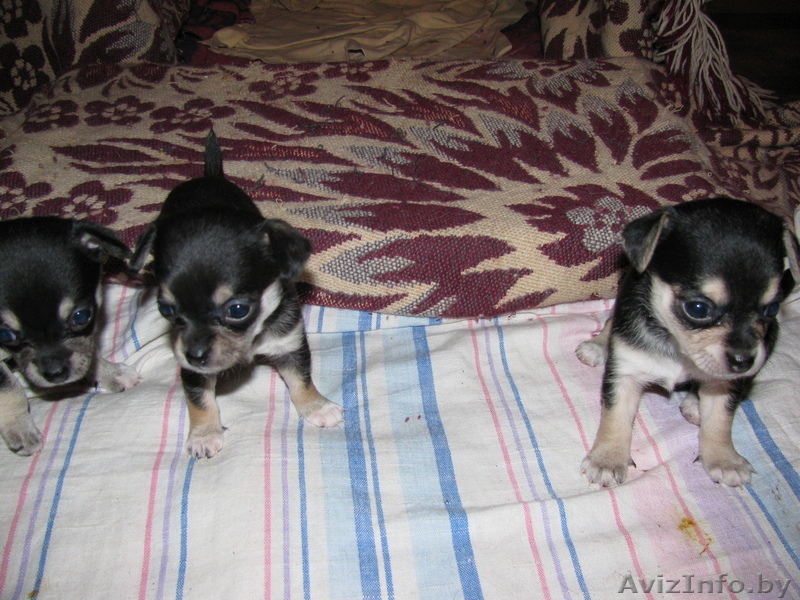 Продаю Щенков чихаухуа - Изображение #2, Объявление #96674