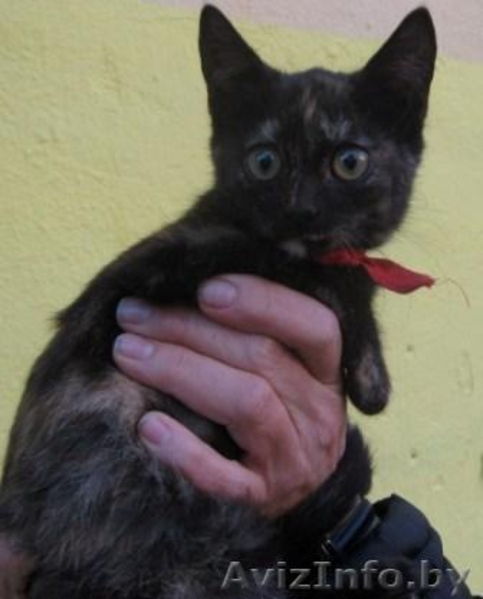 кошечка ищет хозяина - Изображение #1, Объявление #92721