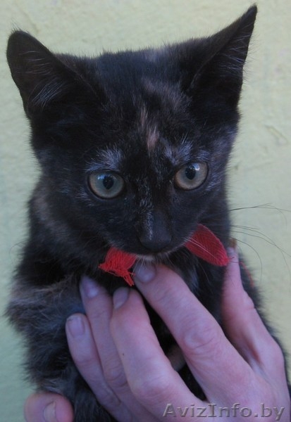 кошечка ищет хозяина - Изображение #2, Объявление #92721