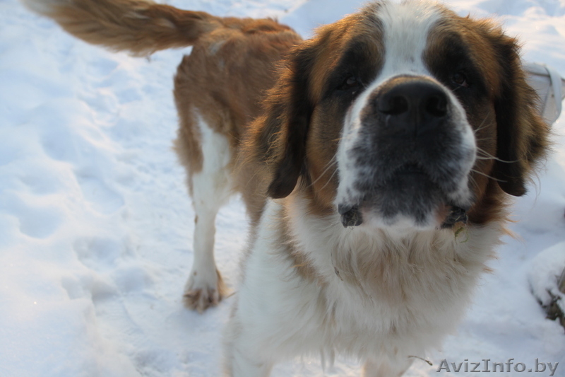 продаём щенков сенбернаров - Изображение #2, Объявление #91451