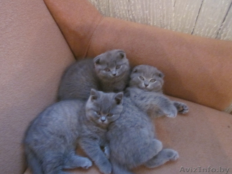 Британские короткошерстные котята редкого окраса!Вислоухие и со стоячими ушками! - Изображение #5, Объявление #97730