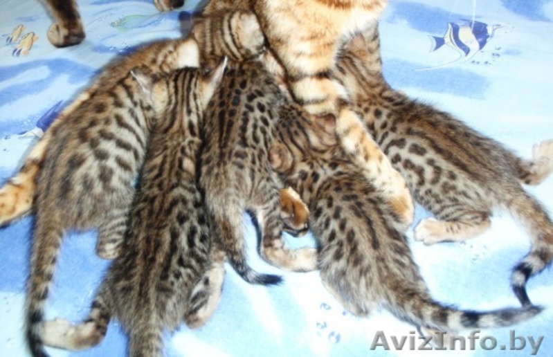 Бенгальские котята - Изображение #3, Объявление #95243