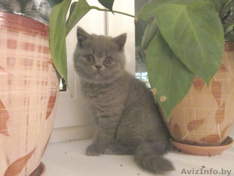 Британские короткошерстные котята редкого окраса!Вислоухие и со стоячими ушками! - Изображение #2, Объявление #97730