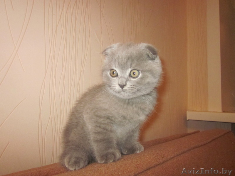 Британские короткошерстные котята редкого окраса!Вислоухие и со стоячими ушками! - Изображение #1, Объявление #97730