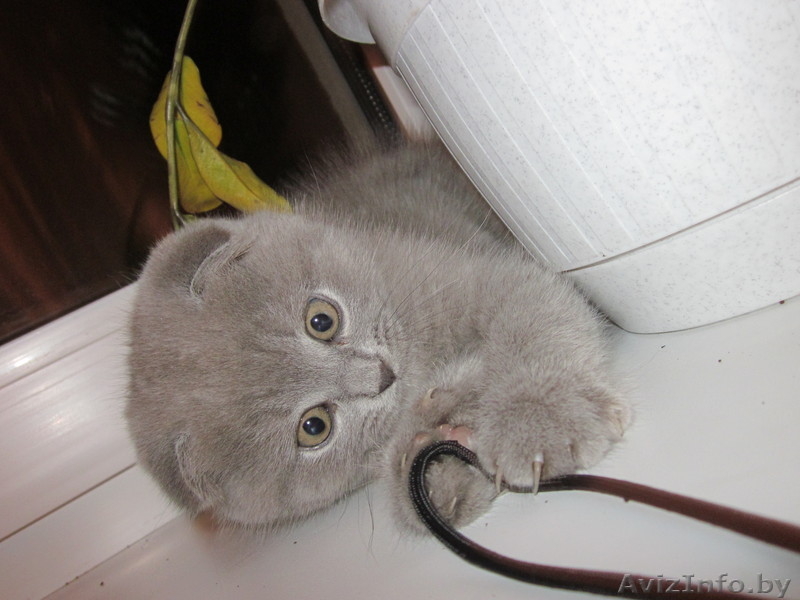 Британские короткошерстные котята редкого окраса!Вислоухие и со стоячими ушками! - Изображение #3, Объявление #97730