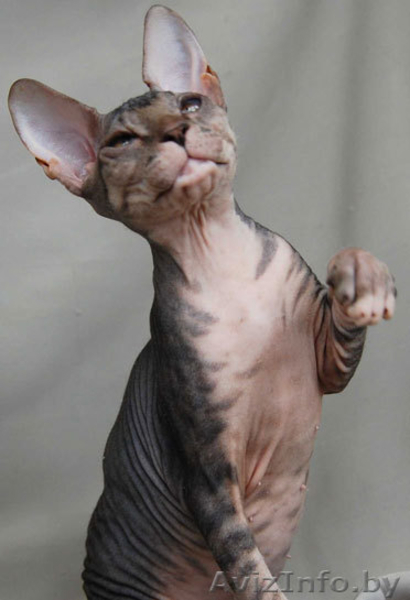 Донские сфинксы - Изображение #4, Объявление #95993