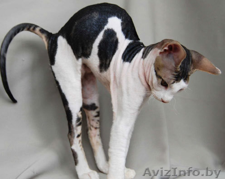 Донские сфинксы - Изображение #1, Объявление #95993