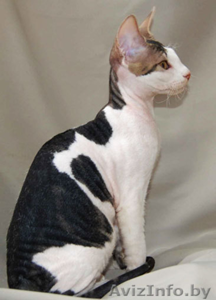 Донские сфинксы - Изображение #2, Объявление #95993