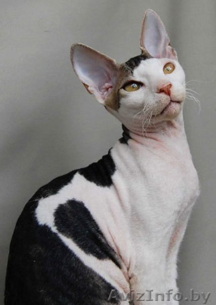 Донские сфинксы - Изображение #3, Объявление #95993