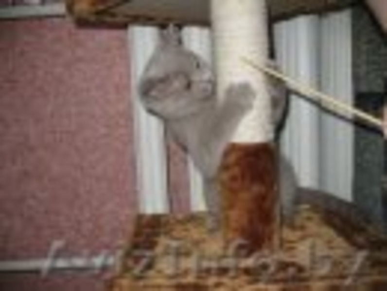 британските котята - Изображение #1, Объявление #90303